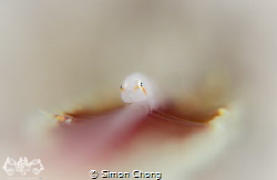 Did U Looking At Me? by Simon Chong 